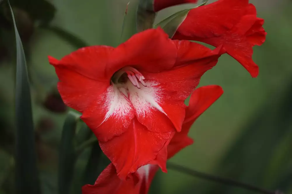 Gladiola