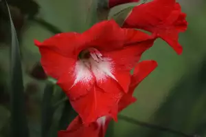 Gladiola