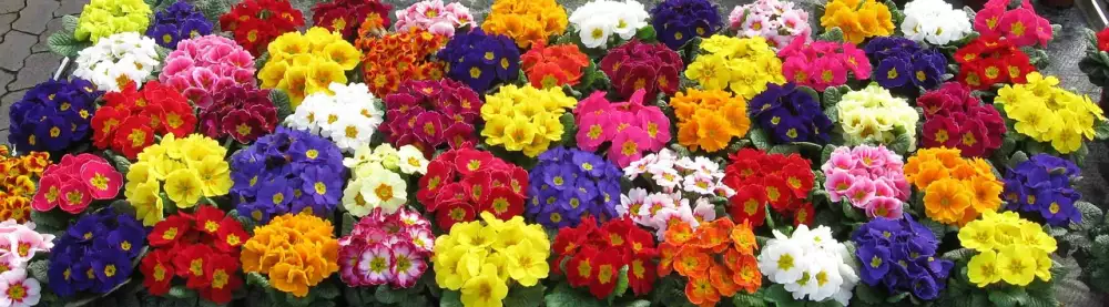 Primula