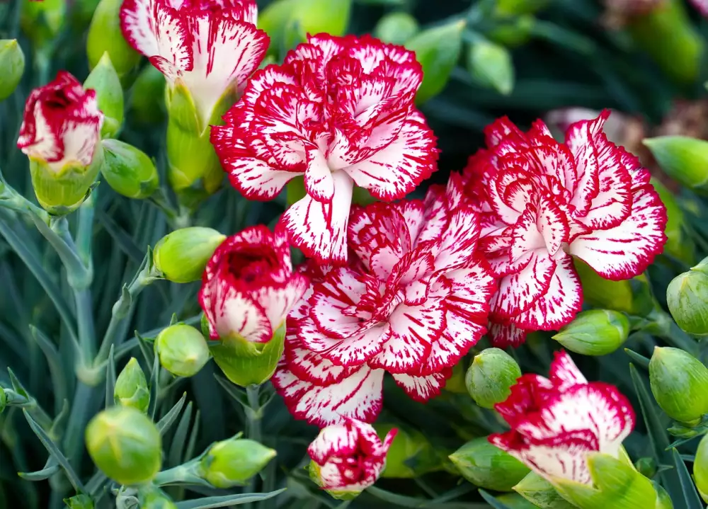 Dianthus