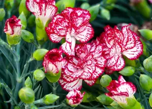 Dianthus