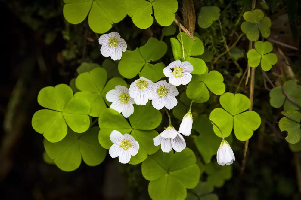 Oxalis