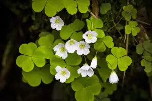 Oxalis