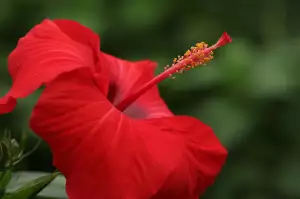 Hibiscus