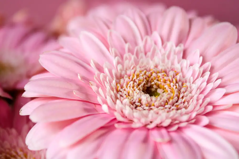 Gerbera