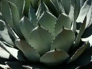 Agave