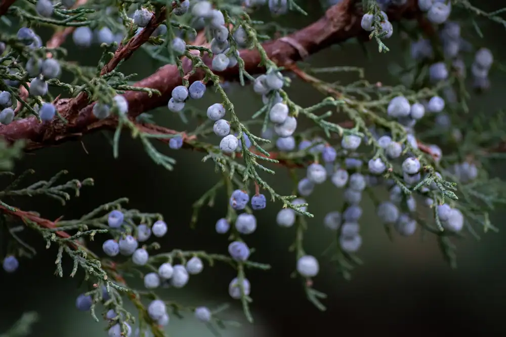 Jalovec